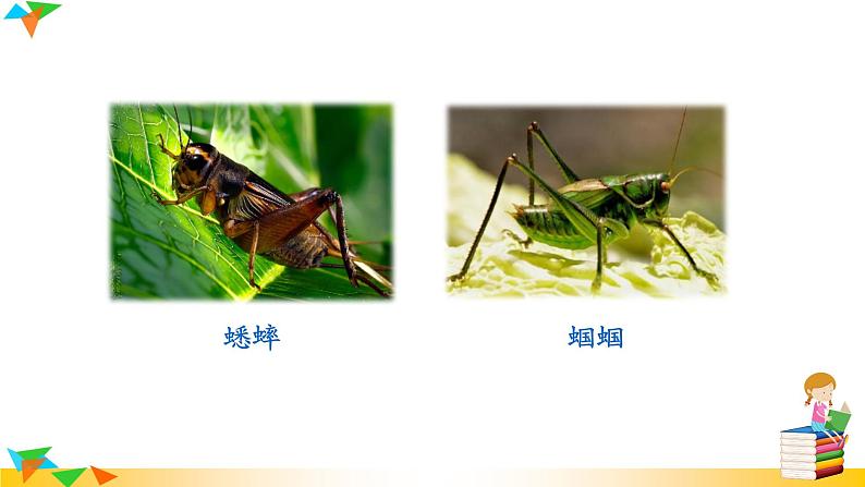 人教版八年级语文上册课件+教案第5单元07