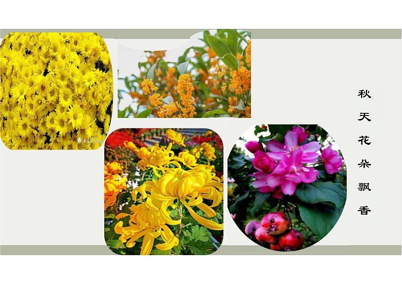 秋天的怀念课件统编版语文七年级上册第5页