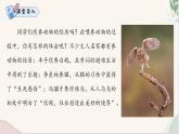 第18课 《我的白鸽》（同步课件）2024-2025学年七年级语文上册同步精品课堂（统编版2024）