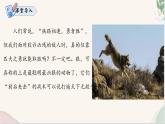 第20课 《狼》（同步课件）2024-2025学年七年级语文上册同步精品课堂（统编版2024）