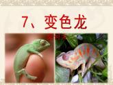 人教版九年级下第二单元《变色龙》课件