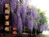 人教版七年级下册  紫藤萝瀑布 课件+教案
