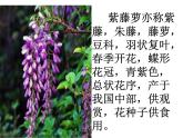 人教版七年级下册  紫藤萝瀑布 课件+教案