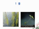 第01课 春-2024-2025学年七年级语文上册同步课件（部编版2024）