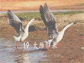 19《大雁归来》 七年级语文上册同步课件（人教部编版2024）