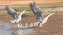 初中语文人教部编版（2024）七年级上册（2024）19 大雁归来/利奥波德课文ppt课件
