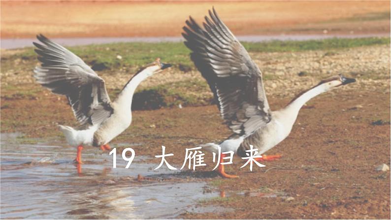 19《大雁归来》 七年级语文上册同步课件（人教部编版2024）第1页