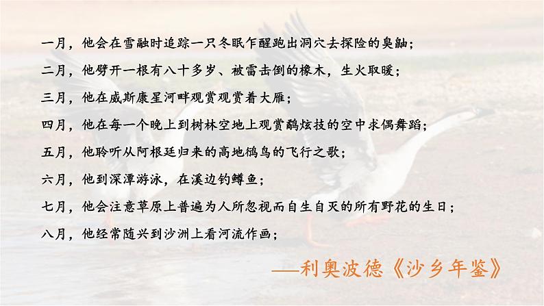 19《大雁归来》 七年级语文上册同步课件（人教部编版2024）第2页