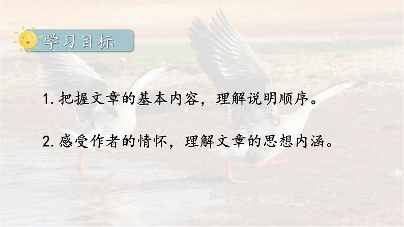 19《大雁归来》 七年级语文上册同步课件（人教部编版2024）第3页
