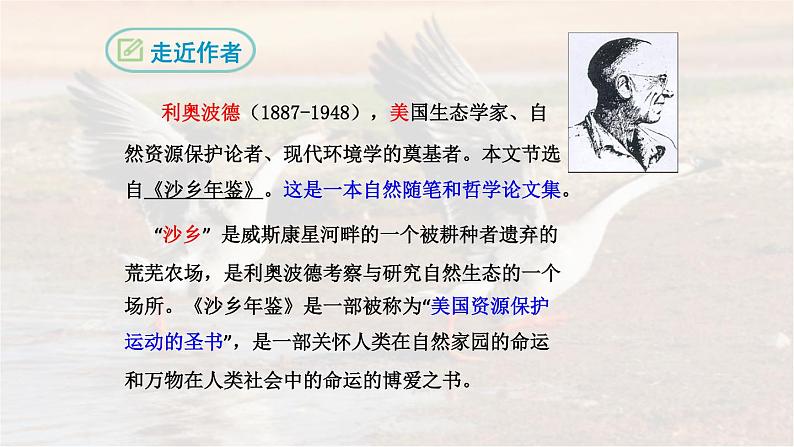 19《大雁归来》 七年级语文上册同步课件（人教部编版2024）第4页