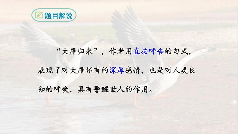 19《大雁归来》 七年级语文上册同步课件（人教部编版2024）第5页