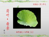 （人教版2024）七年級語文上冊第7課《散文詩二首—荷葉母親》課件（含視頻）