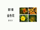 统编版（2024）七年级语文上册7散文诗二首-金色花课件2