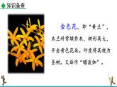 统编版（2024）七年级语文上册7散文诗二首-金色花课件