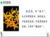 统编版（2024）七年级语文上册7散文诗二首-金色花课件