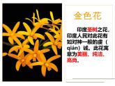 统编版（2024）七年级语文上册7散文诗二首-金色花课件