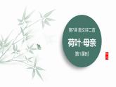 统编版（2024）七年级语文上册7散文诗二首-荷叶·母亲第1课时课件