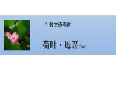 统编版（2024）七年级语文上册7散文诗二首-荷叶·母亲课件4