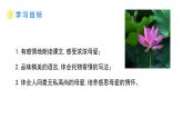 统编版（2024）七年级语文上册7散文诗二首-荷叶·母亲课件4