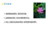 统编版（2024）七年级语文上册7散文诗二首-荷叶·母亲课件4