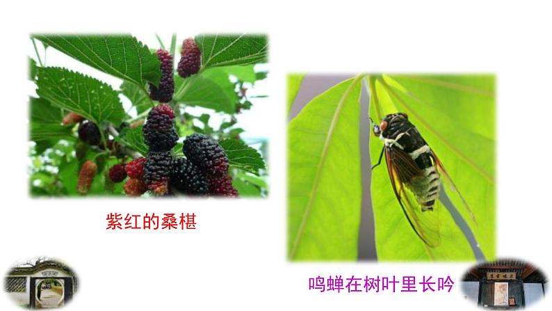 统编版（2024）七年级语文上册9从百草园到三味书屋第1课时课件第3页