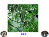 統(tǒng)編版（2024）七年級語文上冊9從百草園到三味書屋第1課時(shí)課件