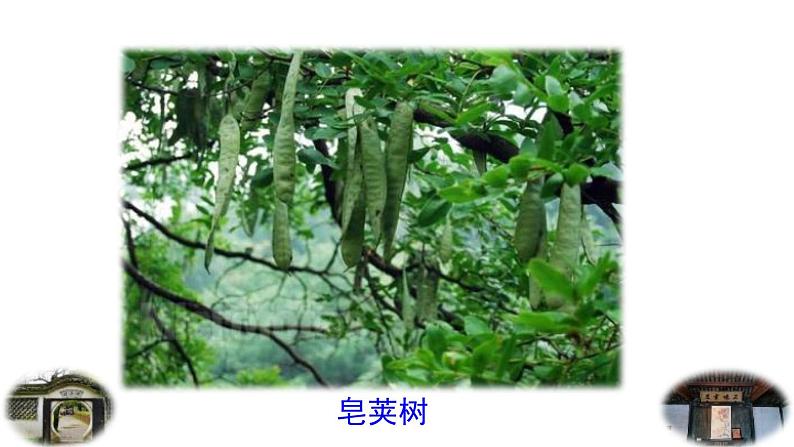 统编版（2024）七年级语文上册9从百草园到三味书屋第1课时课件第4页