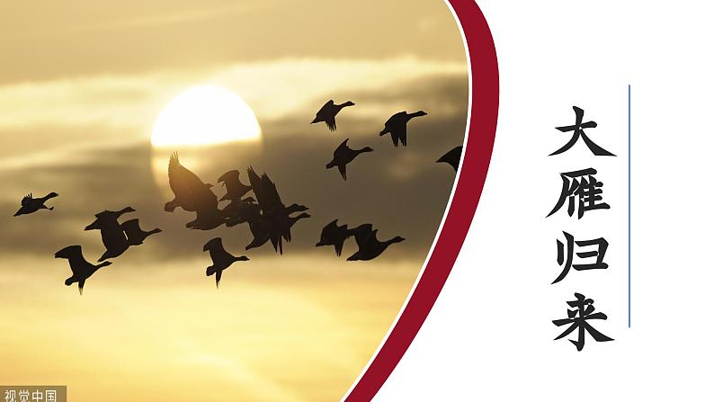 人教版部编版2024七年级上册语文第19课 《大雁归来》：聆听雁声雁语 课件+分层作业含解析版01