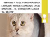 統(tǒng)編版（2024）七年級(jí)語文上冊(cè)17貓課件