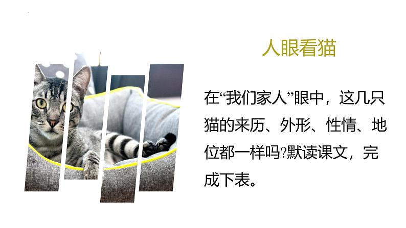 统编版（2024）七年级语文上册17猫课件第6页