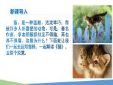 統(tǒng)編版（2024）七年級(jí)語文上冊(cè)17貓課件
