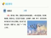 統(tǒng)編版（2024）七年級(jí)語文上冊(cè)19大雁歸來課件