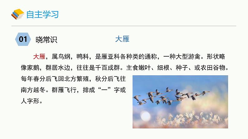 统编版（2024）七年级语文上册19大雁归来课件05