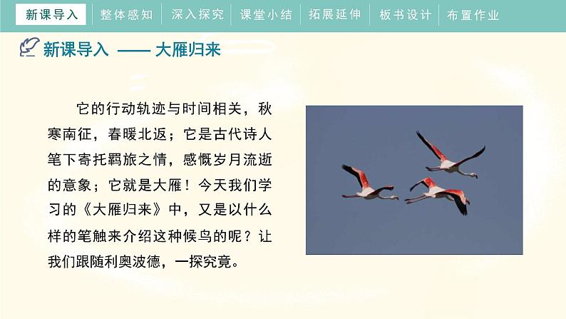 统编版（2024）七年级语文上册19大雁归来课件第4页