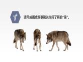 统编版（2024）七年级语文上册20狼第一课时课件