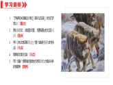 统编版（2024）七年级语文上册20狼课件（同课异构二）