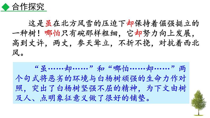 统编版（2024）八年级语文上册15白杨礼赞第二课时课件第5页