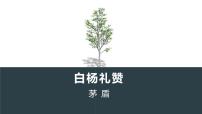 人教部编版（2024）八年级上册白杨礼赞集体备课ppt课件