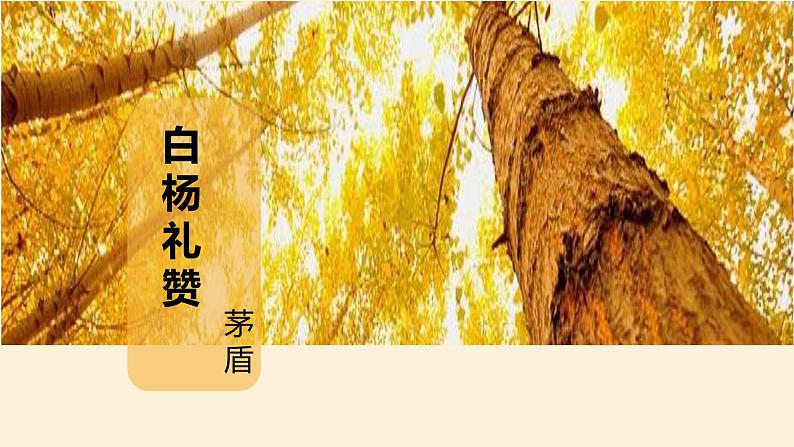 统编版（2024）八年级语文上册15白杨礼赞课件（同课异构五）01