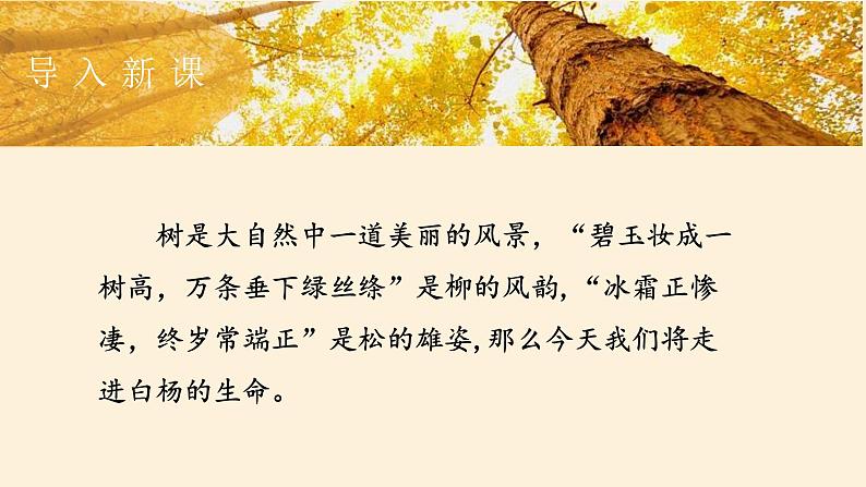 统编版（2024）八年级语文上册15白杨礼赞课件（同课异构五）02