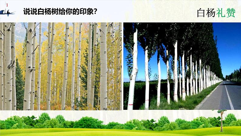 统编版（2024）八年级语文上册15白杨礼赞课件（同课异构一）第5页
