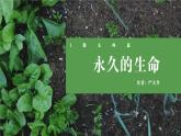 统编版（2024）八年级语文上册16散文二篇-永久的生命课件（同课异构二）