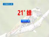 统编版（2024）八年级语文上册21蝉第二课时课件