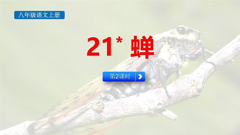 统编版（2024）八年级语文上册21蝉第二课时课件第1页
