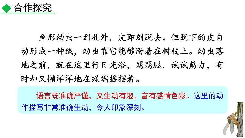 统编版（2024）八年级语文上册21蝉第二课时课件第7页