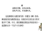 统编版（2024）八年级语文上册21蝉第一课时课件
