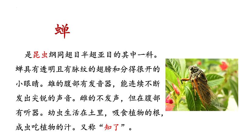 统编版（2024）八年级语文上册21蝉课件（同课异构一）第4页