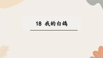 人教部编版（2024）七年级上册（2024）18 我的白鸽/陈忠实课前预习课件ppt