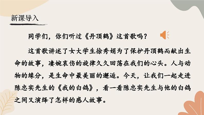 统编2024版七年级上册语文 18《我的白鸽》课件第2页