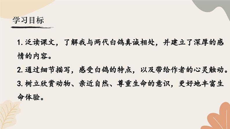 统编2024版七年级上册语文 18《我的白鸽》课件第3页